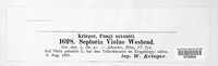 Septoria violae-palustris image